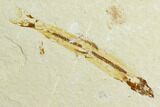 Fossil Fish Plate (Charitosomus & Scombroclupea) - Lebanon #124007-2